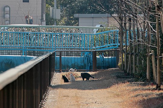 街のねこたち