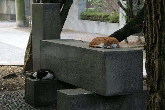 街のねこたち