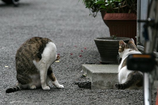 街のねこたち