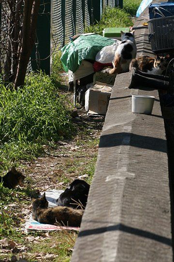 街のねこたち