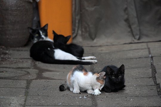 街のねこたち
