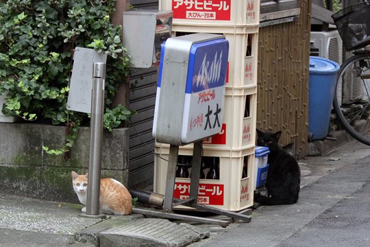 街のねこたち