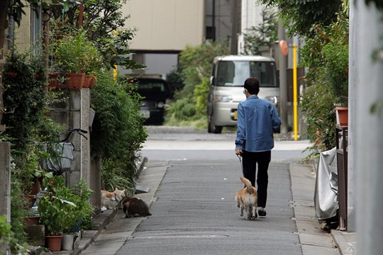 街のねこたち