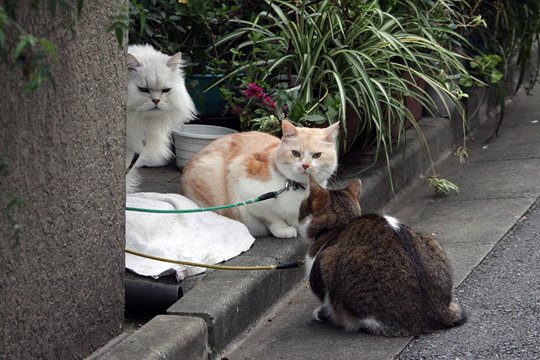 街のねこたち