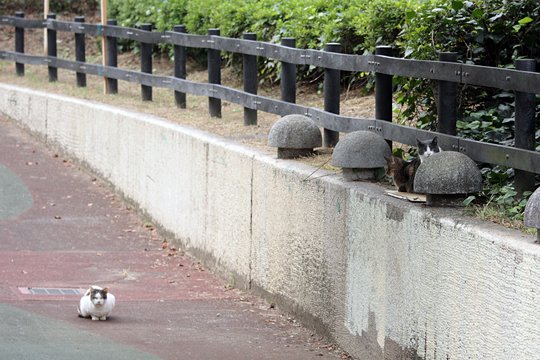 街のねこたち