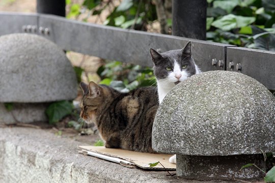 街のねこたち