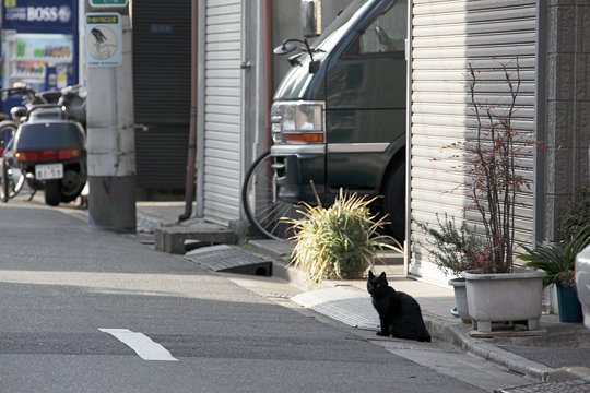 街のねこたち