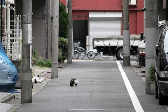 街のねこたち