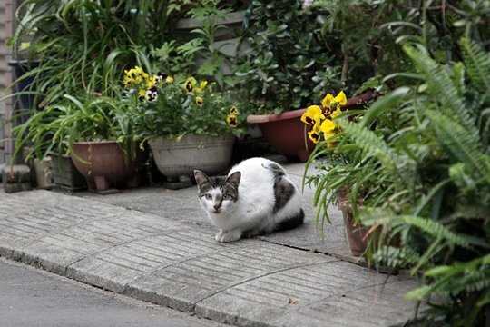 街のねこたち