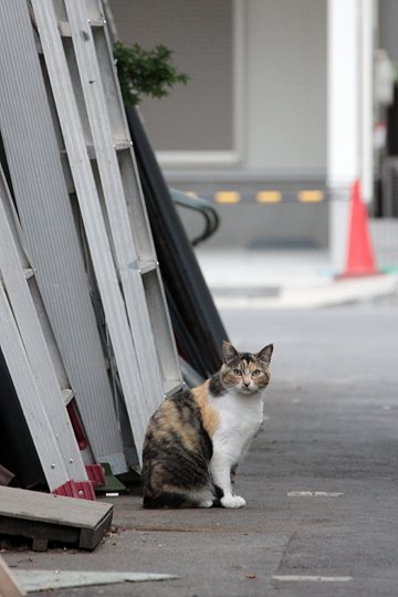 街のねこたち