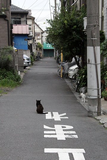 街のねこたち