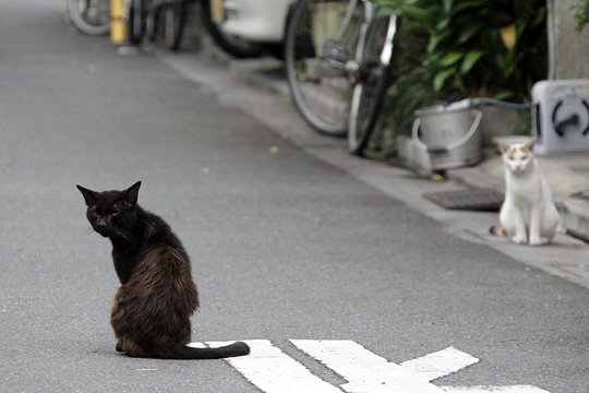 街のねこたち