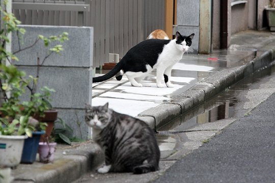 街のねこたち