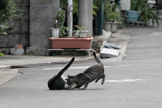 街のねこたち