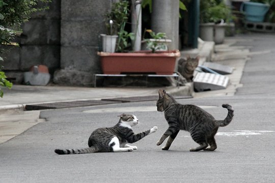 街のねこたち