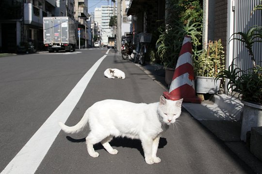 街のねこたち