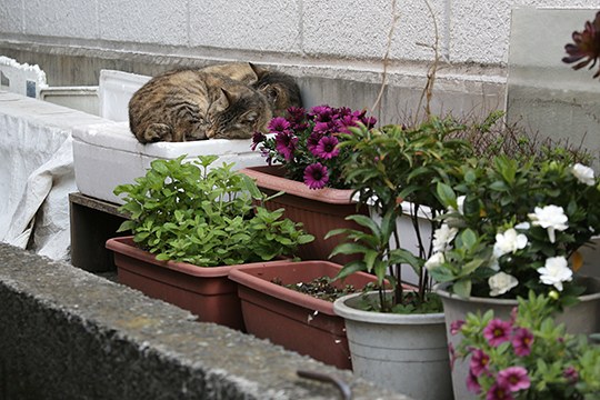 街のねこたち