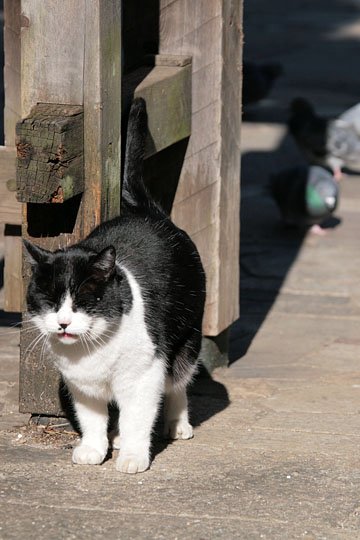 街のねこたち