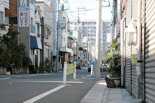 街のねこたち