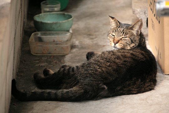 街のねこたち