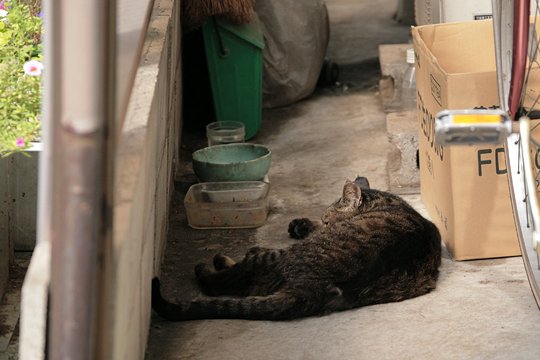 街のねこたち