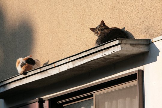 街のねこたち