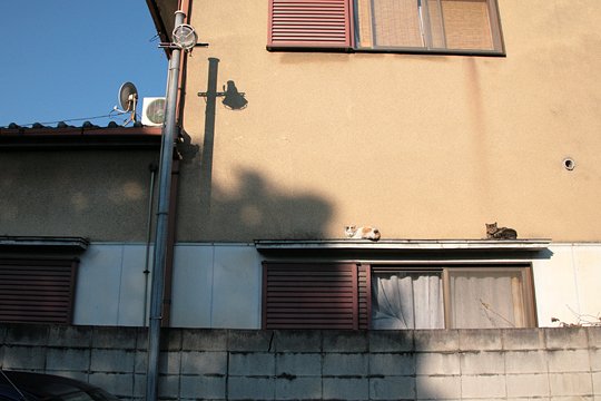 街のねこたち