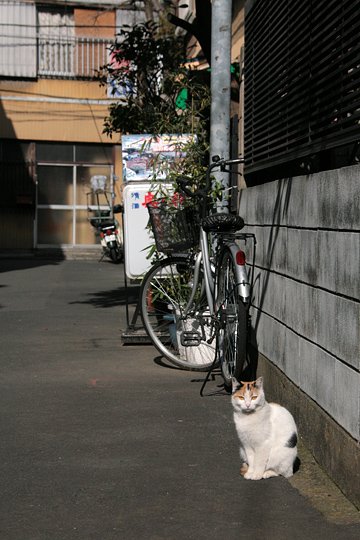 街のねこたち