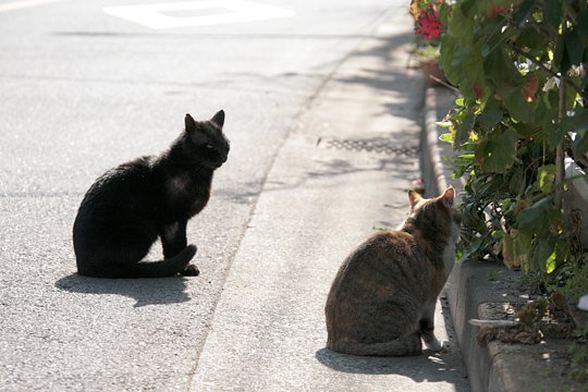 街のねこたち
