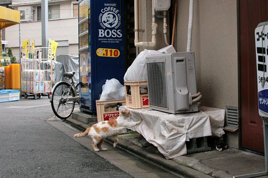 街のねこたち