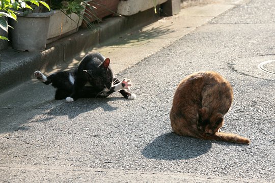 街のねこたち