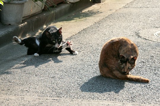 街のねこたち