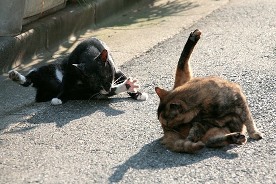 街のねこたち