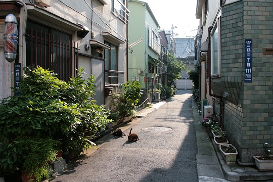 街のねこたち