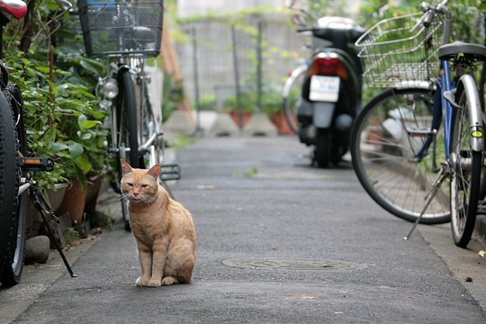 街のねこたち