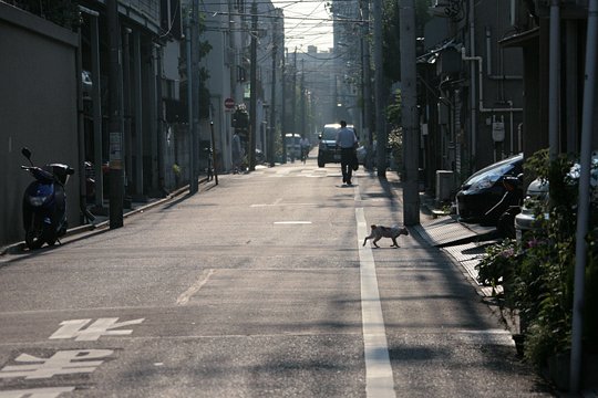 街のねこたち