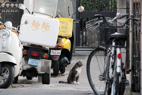 街のねこたち