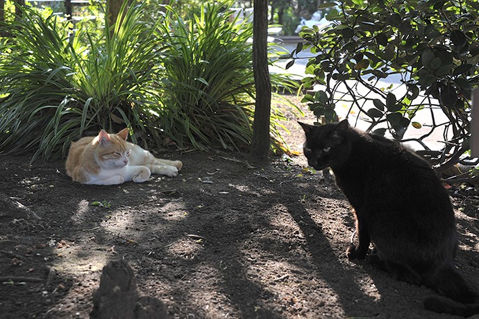 街のねこたち