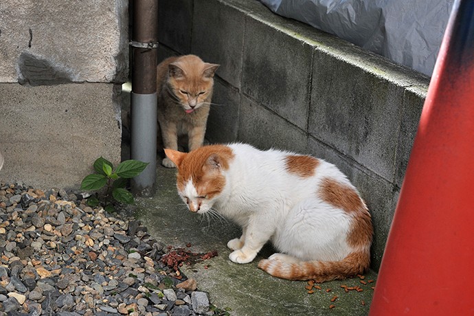 街のねこたち