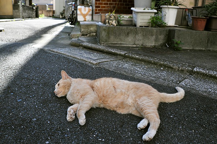 街のねこたち