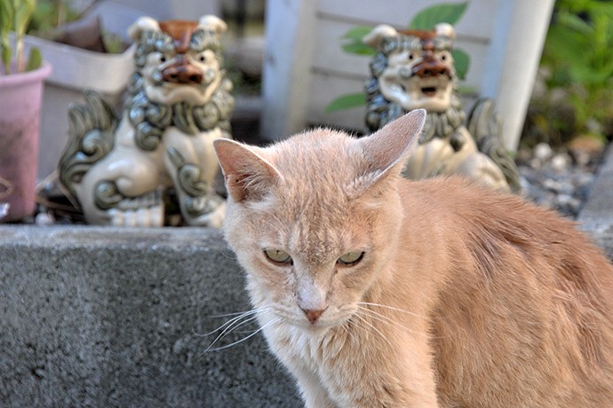 街のねこたち