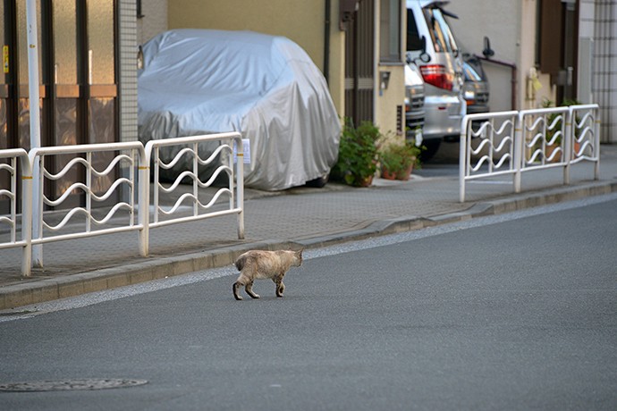 街のねこたち