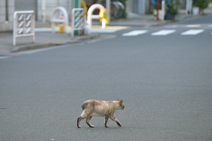 街のねこたち