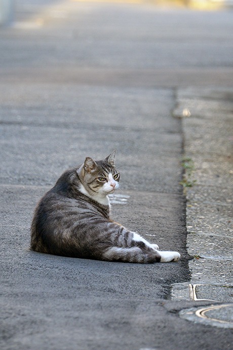 街のねこたち