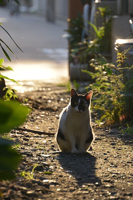 街のねこたち