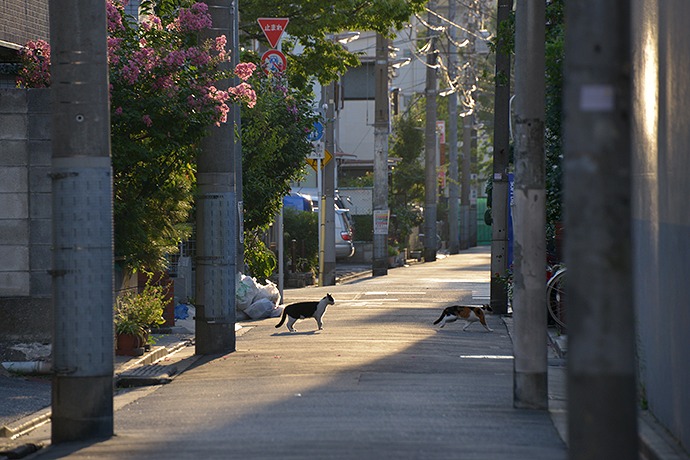 街のねこたち