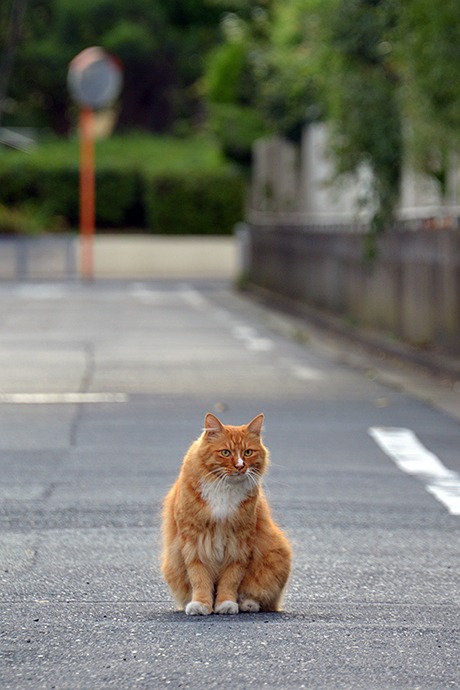 街のねこたち
