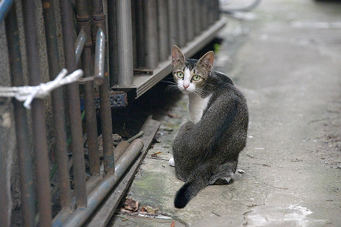 街のねこたち