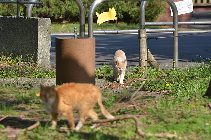 街のねこたち