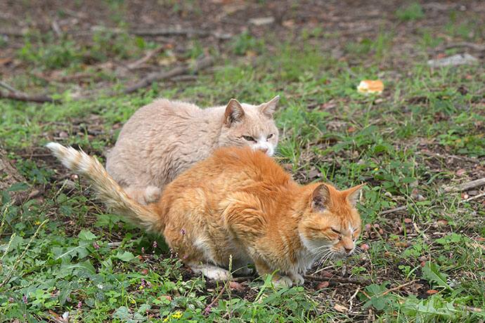 街のねこたち